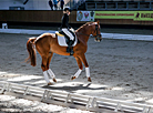 National dressage competitions in Ratomka