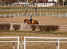 National dressage competitions in Ratomka