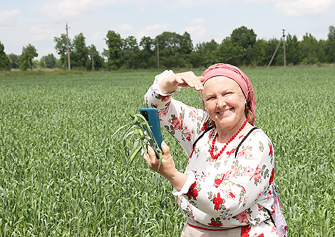 Folk harvest rite in Vetka District