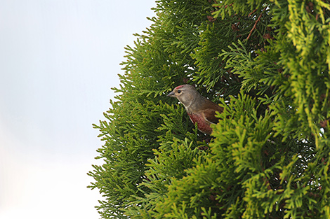 Linner (Acanthis cannabina) in Grodno Oblast