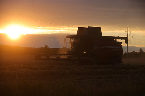 Harvesting at sunset, Putrishki farm