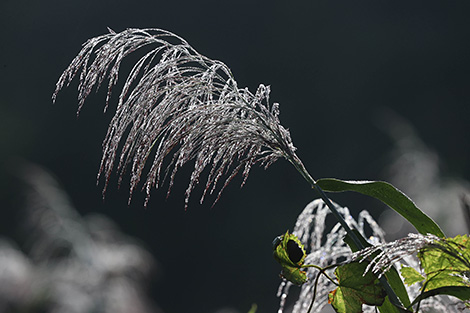 Morning dew in Mogilev District