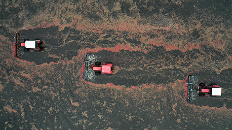 Cranberry harvest season in Belarus