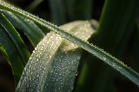 Morning dew