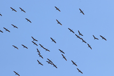 Cranes flying south