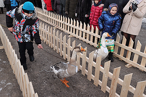 Гусиные забеги в агрогородке Белая Дуброва