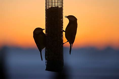 Tits at a bird feeder