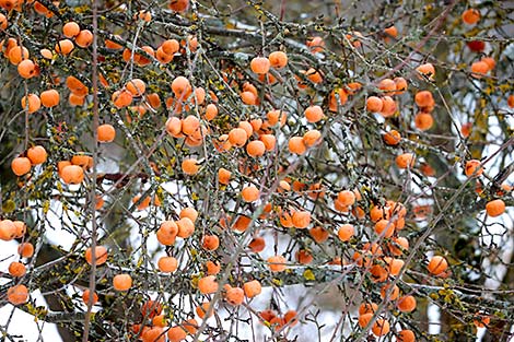 Winter apples in Vitebsk District