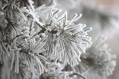 白雪皑皑的格罗德诺