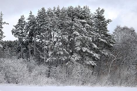 维捷布斯克降雪