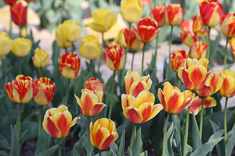 Spring in Botanical Garden in Minsk