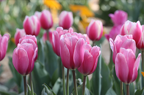 Spring in Botanical Garden in Minsk