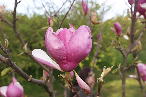 Spring in Botanical Garden in Minsk