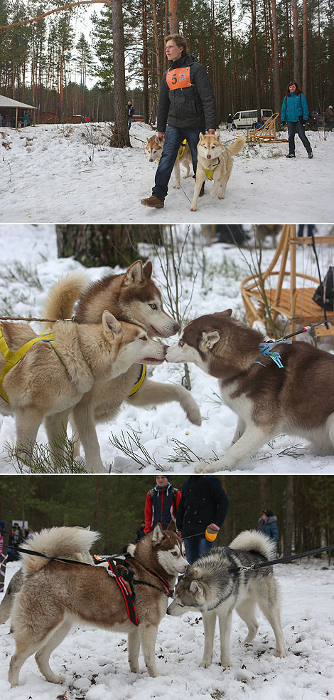 International mushers’ festival Northern Dogs 