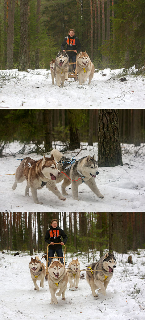 International mushers’ festival Northern Dogs 