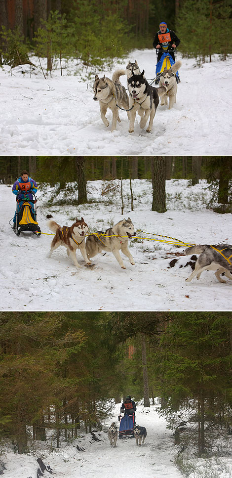 International mushers’ festival Northern Dogs 