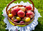 Savior of the Apple Feast Day: traditions and the beauty of the fruit 