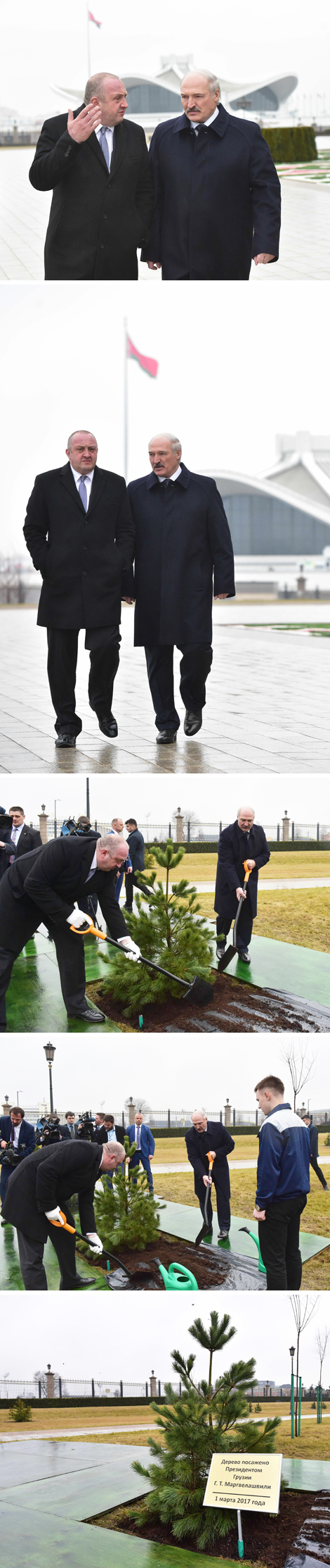 Giorgi Margvelashvili plants a tree in the Guests of Honor Alley at the Palace of Independence