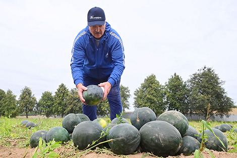 Lukashenko encourages farmers to venture into new crops