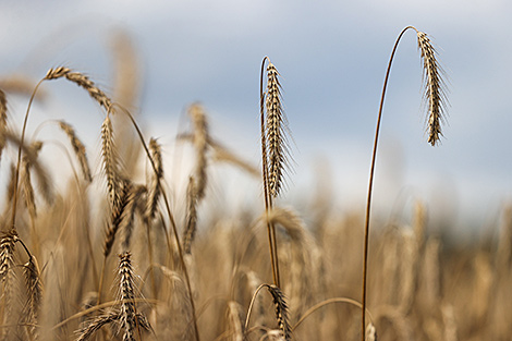 Belarus expects unprecedented harvest this year