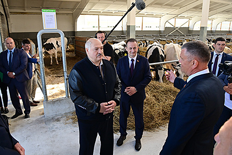 Lukashenko urges great calf care, sees cow as sacred animal