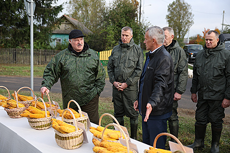 Lukashenko examines results of maize cultivation experiment