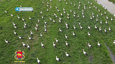 Scientist explains why over 1,500 storks gather in one place near Grodno