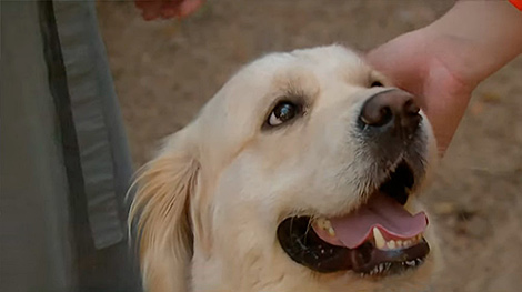 First therapy dog in the Belarusian Orthodox Church