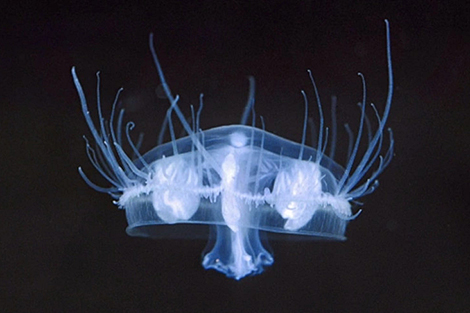 Scientist explains how jellyfish makes their way into Belarus