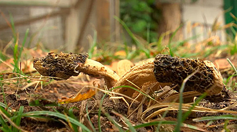 Rarest mushroom species found in the streets of Brest