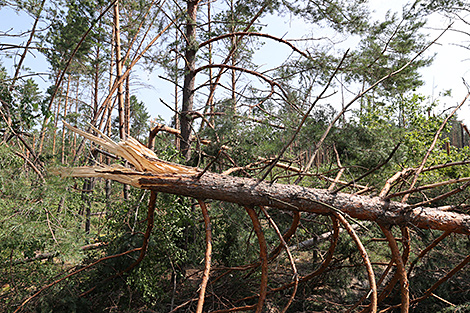 Lukashenko criticizes sluggish early response to recent storms in Belarus