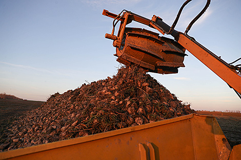 Over 3.2m tonnes of sugar beet harvested in Belarus