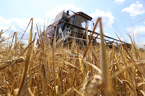 Over 1.3m tonnes of grain and rapeseed threshed in Belarus