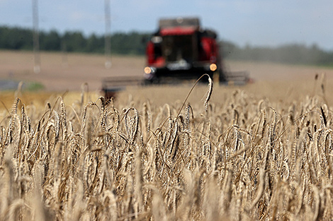 Over 6.7m tonnes of grain and rapeseed threshed in Belarus