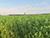 Lukashenko inspects experimental fields in his small homeland