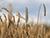 Belarus expects unprecedented harvest this year