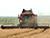 Belarus' grain, rapeseed harvest surpasses 6.5m tonnes