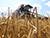 Over 1.3m tonnes of grain and rapeseed threshed in Belarus