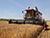 Over 2.3m tonnes of grain and rapeseed threshed in Belarus