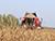 Lukashenko briefed on harvesting results: Over 10m tonnes of grain expected to be cropped