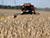 Over 5.3m tonnes of grain, rapeseed threshed in Belarus