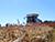 Belarus’ harvest exceeds 7.3m tonnes of grain, rapeseed