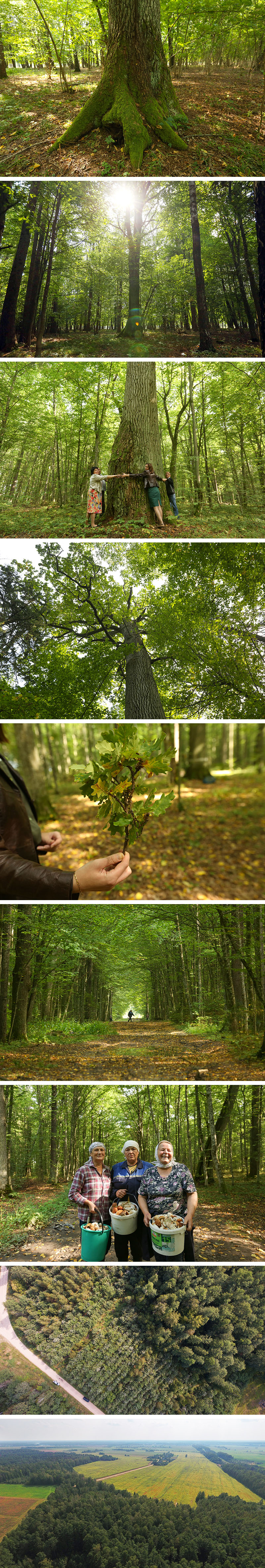 Ancient oaks