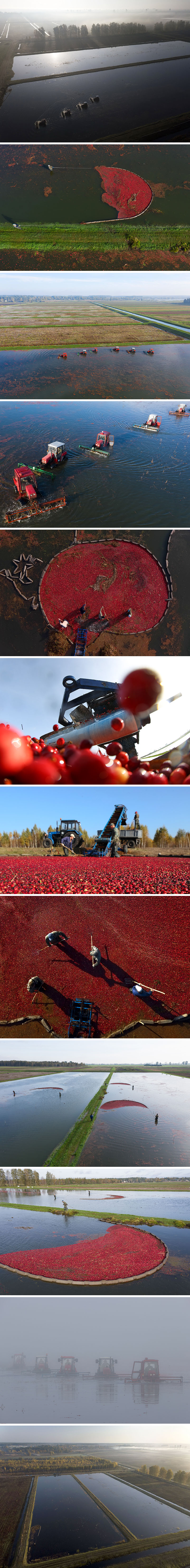 Сбор урожая клюквы в ОАО 