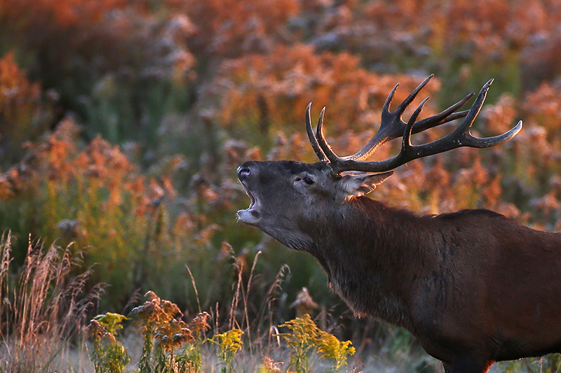 Deer in Belovezhskaya Pushcha