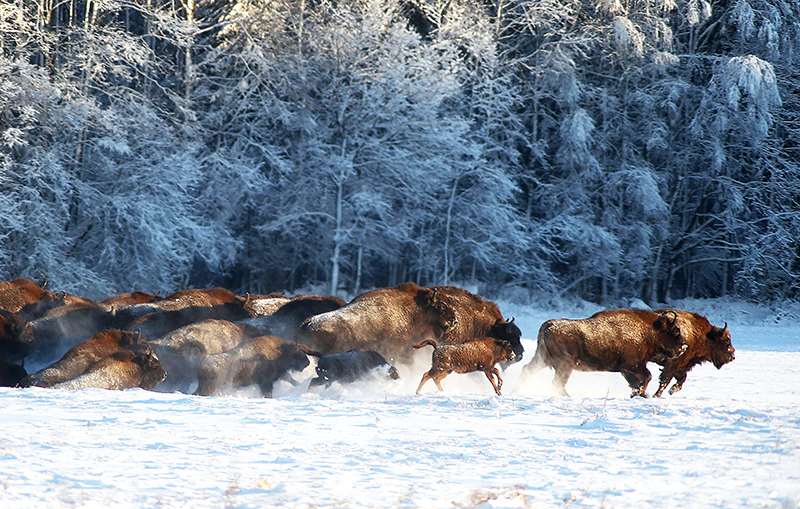 Bison