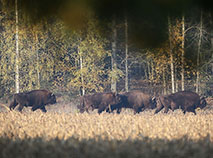 Belovezhskaya Pushcha National Park