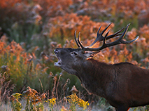 Deer in Belovezhskaya Pushcha