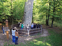 Patriarch oak in Belovezhskaya Pushcha